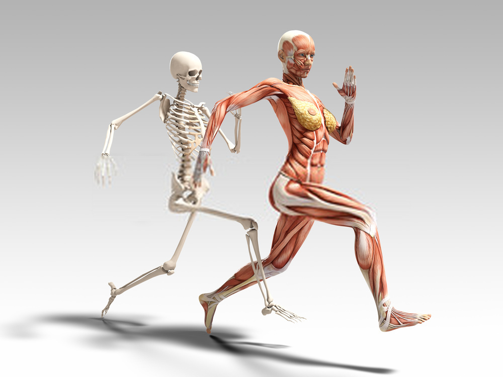 Anatomie et physiologie du corps humain