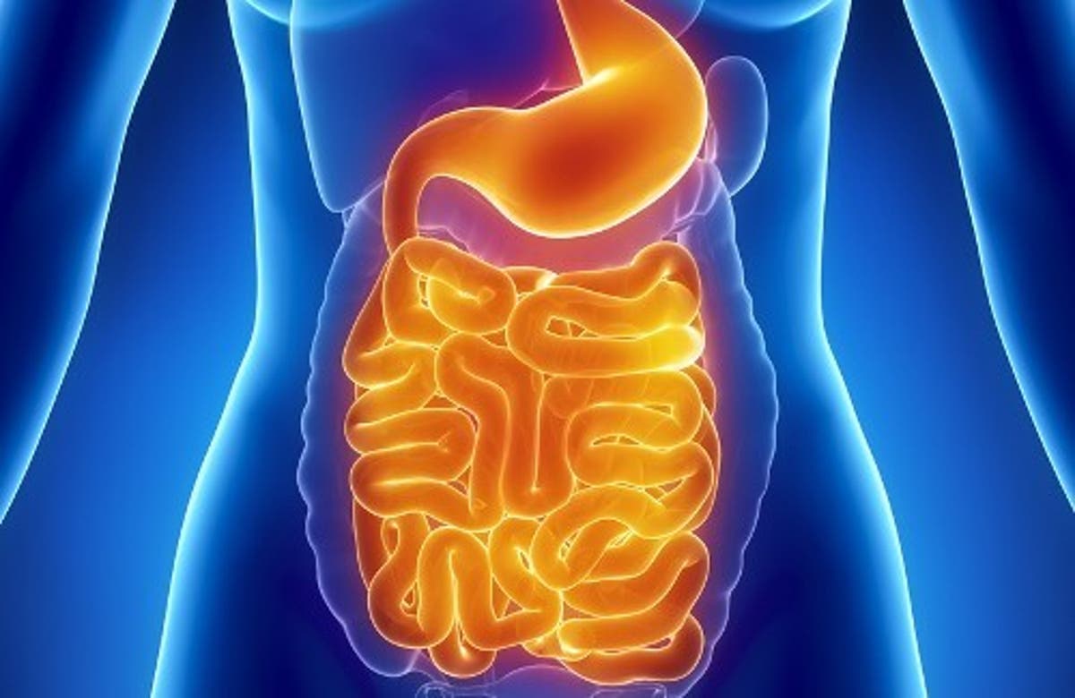 Système gastro-intestinal